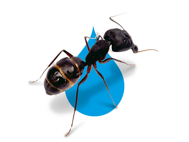 Ants Control - Bleu Line