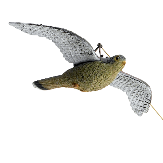 Hawk in flight/ Hawk perched 